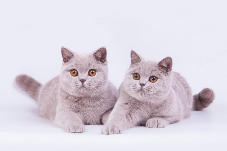 Британская короткошёрстная кошка