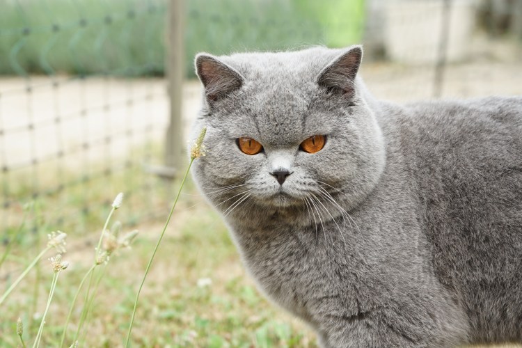 Британская короткошёрстная кошка