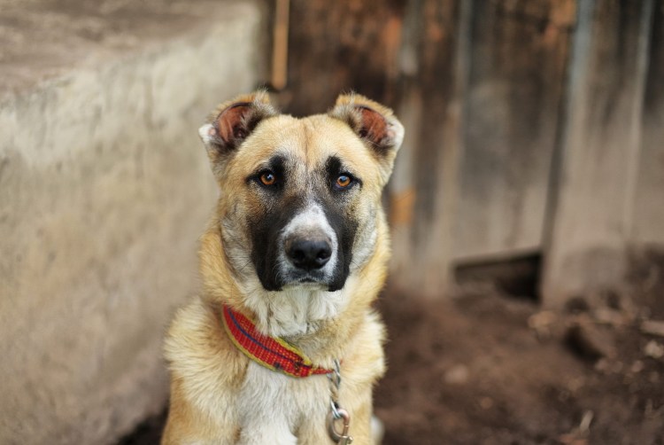 Метис алабая