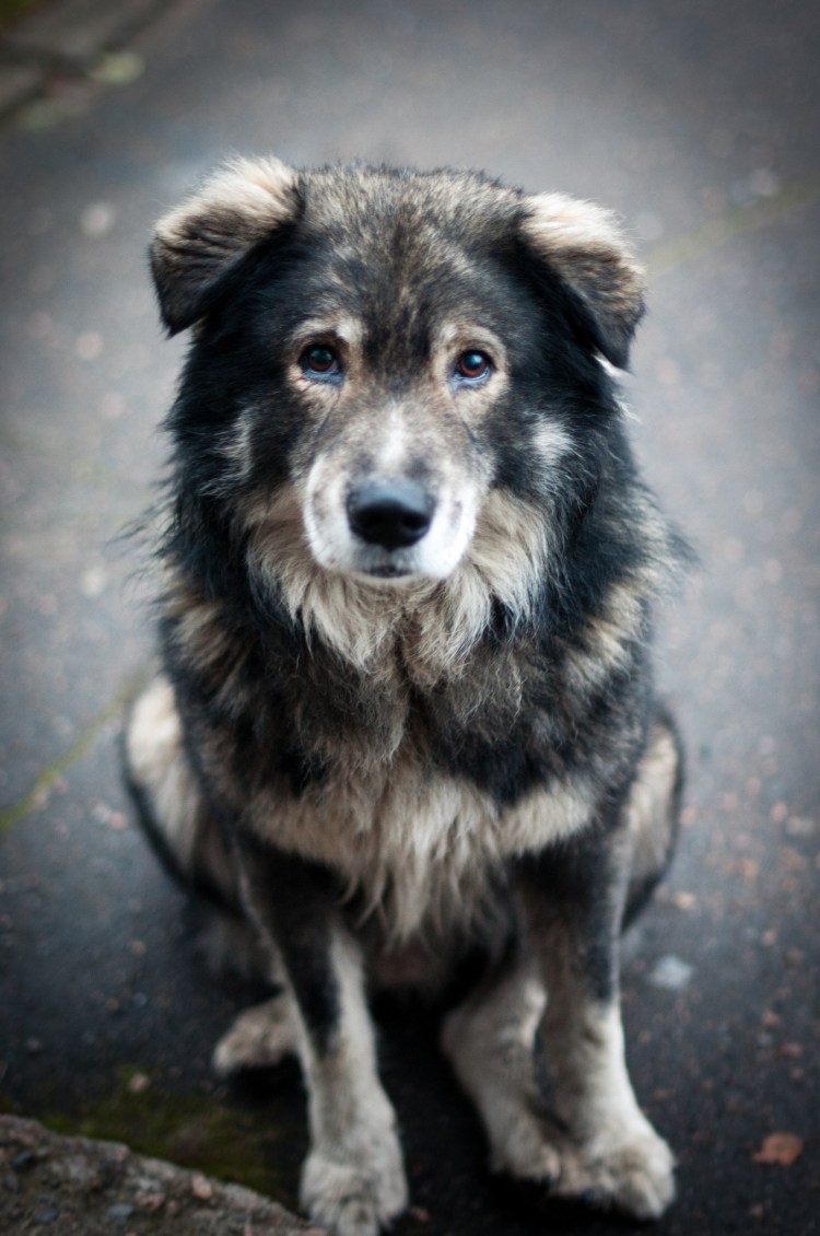 Красивые дворняги