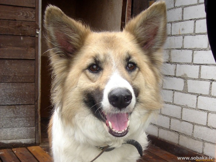 Дог с дворняжкой