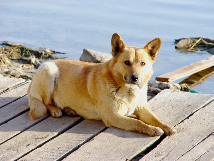 Собака дворняжка рыжая