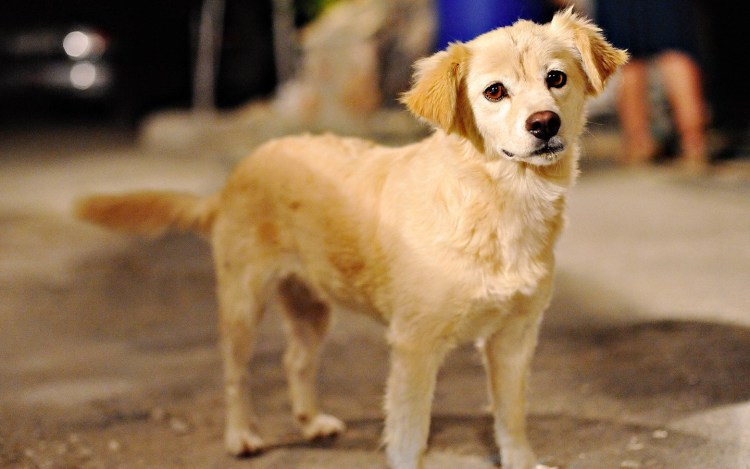 Собачки собачки дворняжки