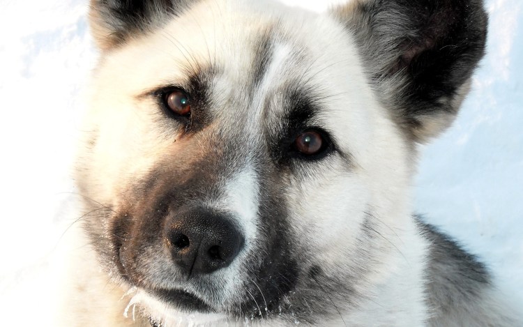 Дворняга собака