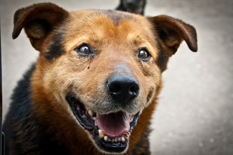 Пес дворняга