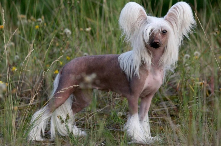 Лучшие сухие породы собак