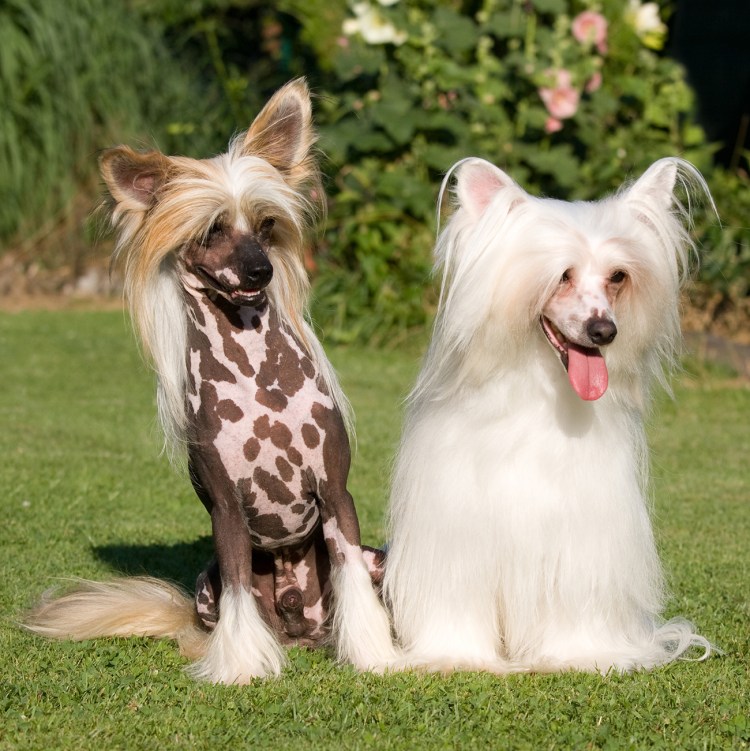 Китайская хохлатая собака