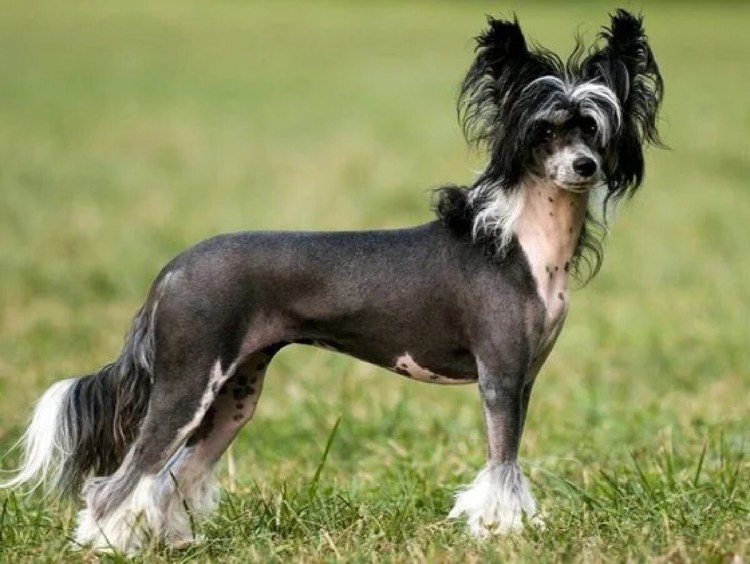 Китайская хохлатая Соболь