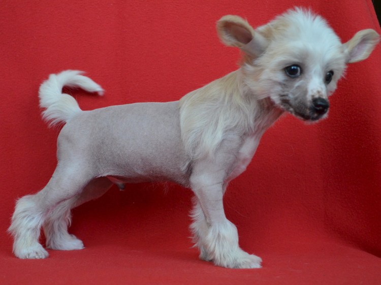 Китайский хохлатый терьер
