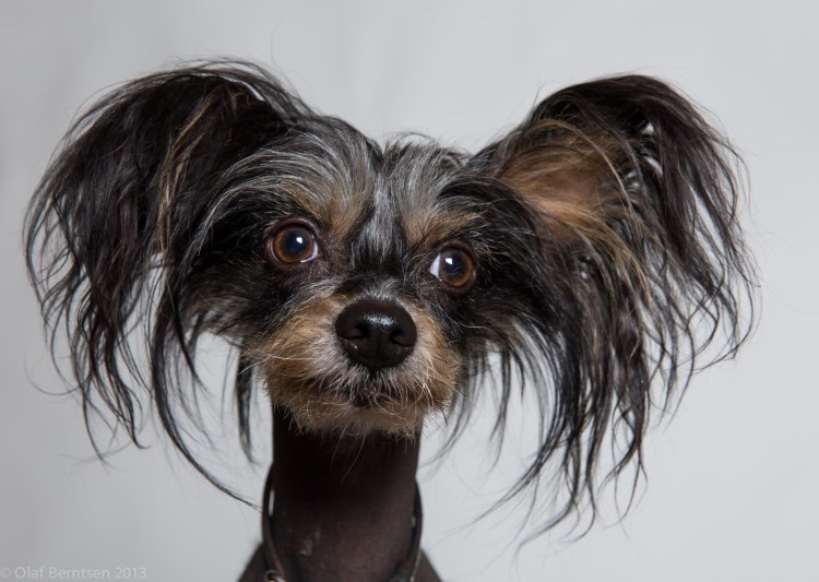 Китайский хохлатый терьер