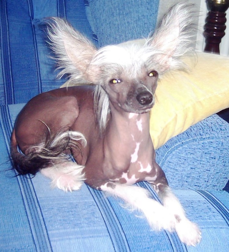 Китайская хохлатая