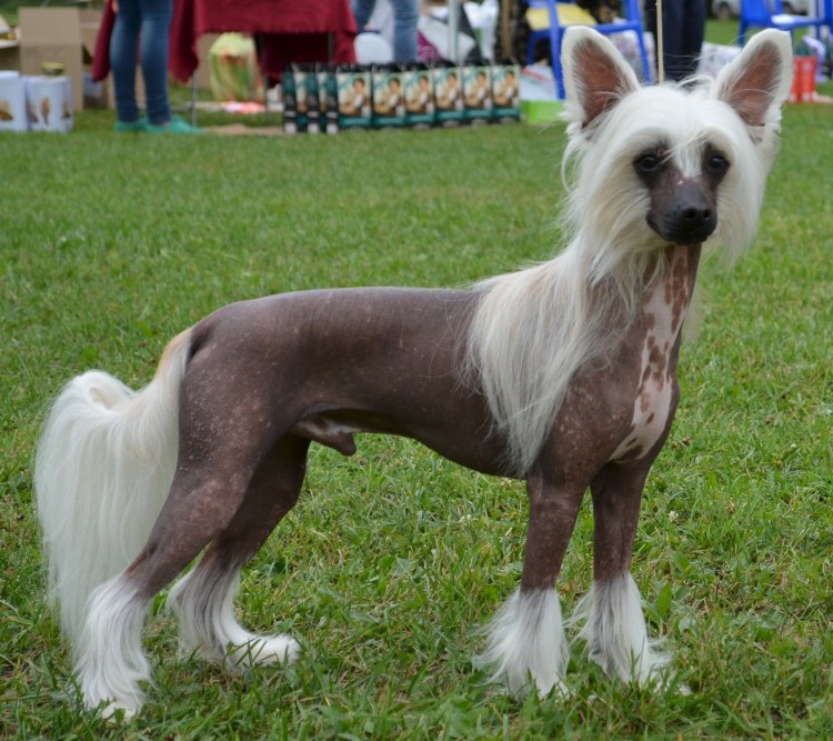 Терьер плюс китайская хохлатая