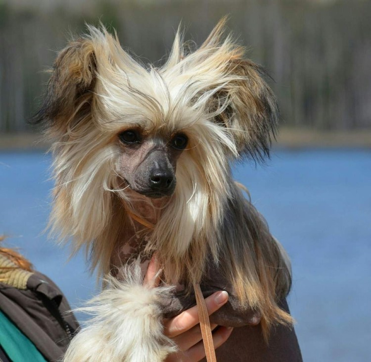 Мексиканская хохлатая собачка