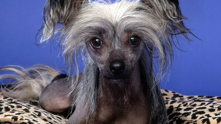 Китайская хохлатая лысая