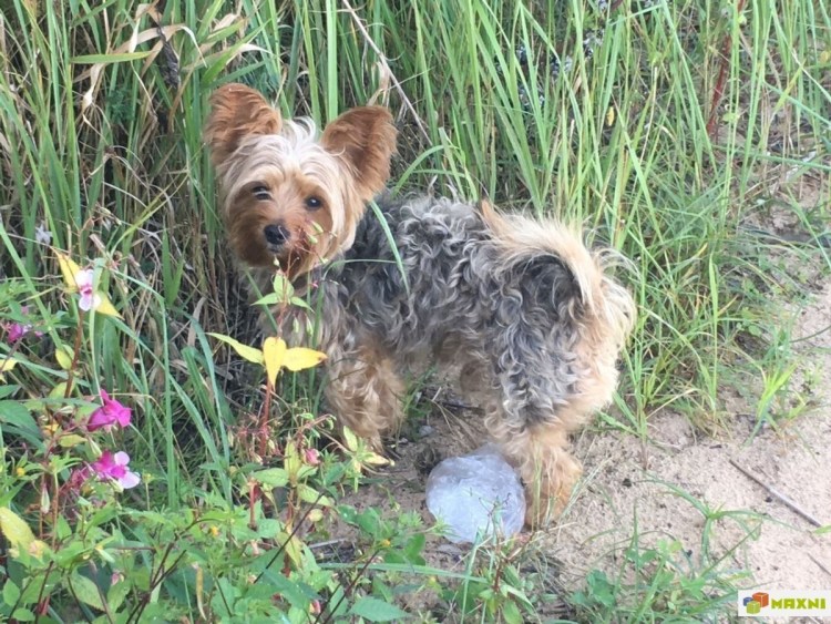 Китайская хохлатая