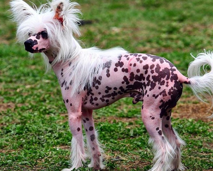 Китайская хохлатая на белом фоне