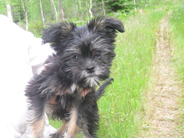 Метисы китайской хохлатой собаки