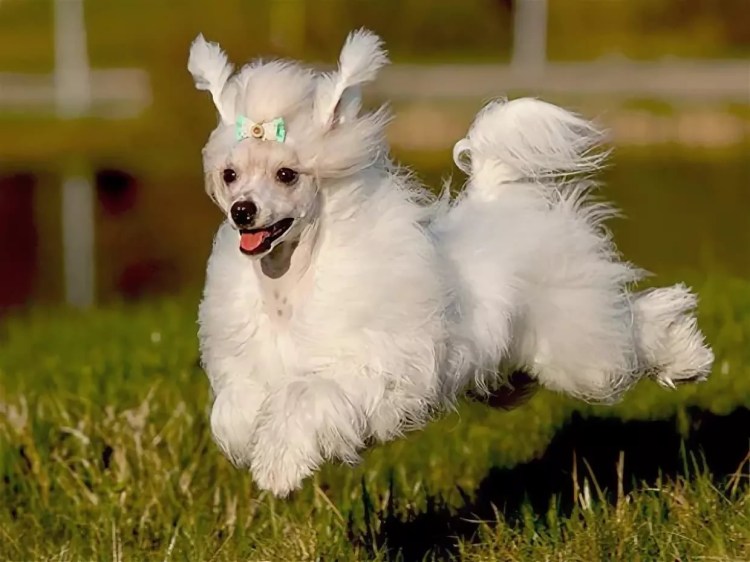 Самая страшная собака на свете