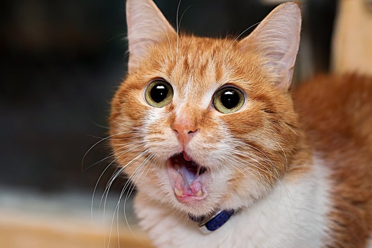 Рыжий кот удивлен