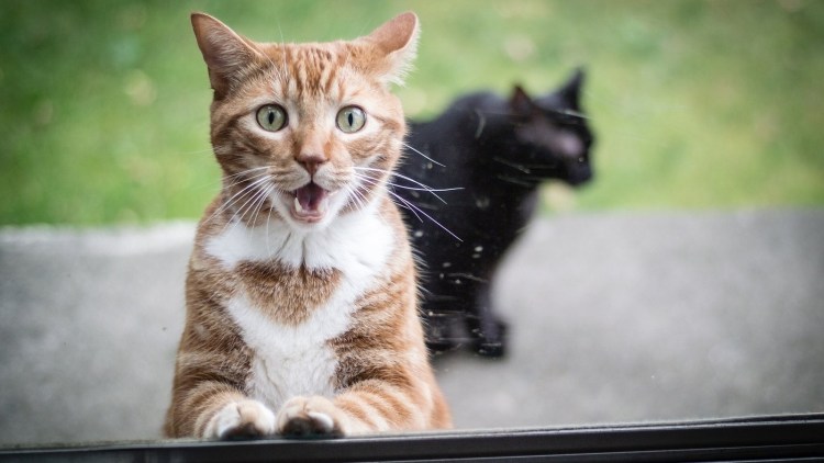 Рыжий котик