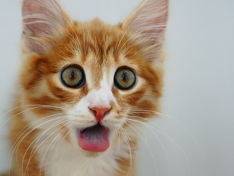 Кот Хосико Инстаграмм