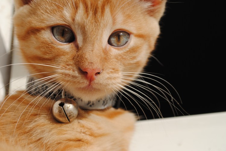 Грустный рыжий кот