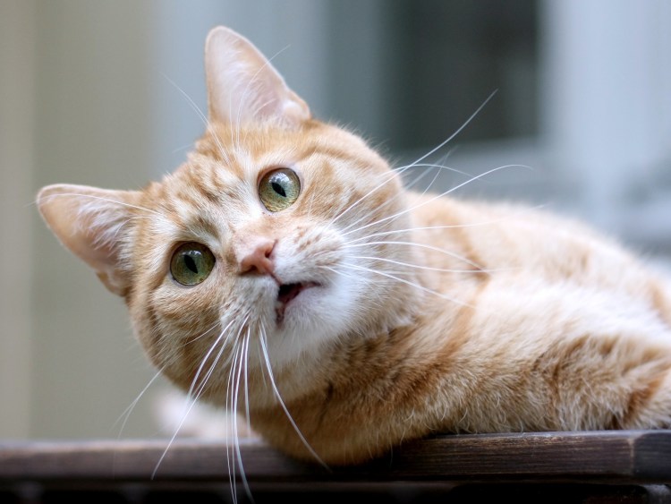 Рыжий кот