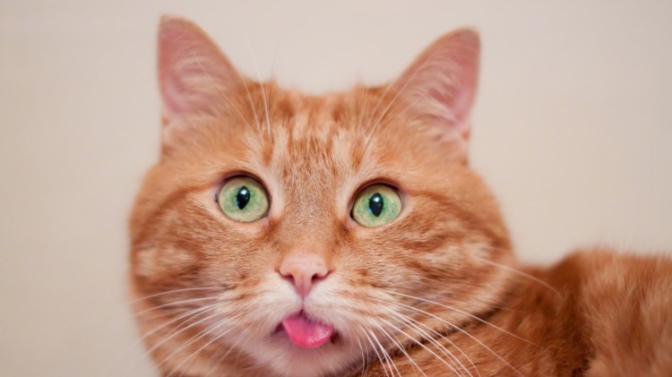 Котики 64на64