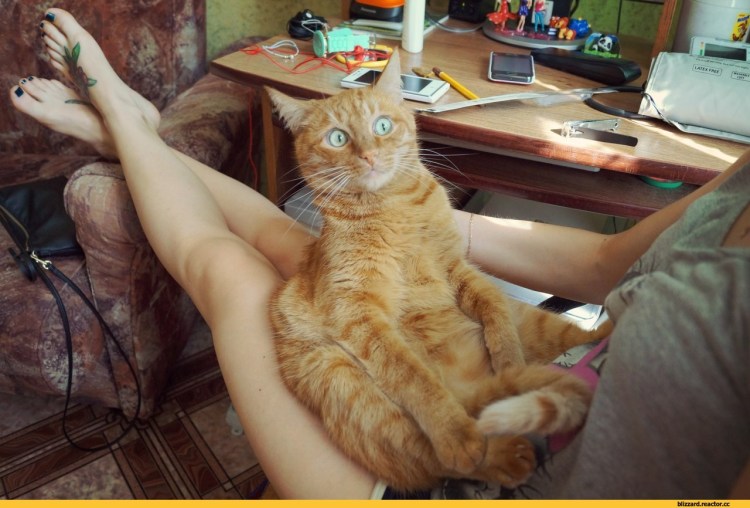 Морда рыжего кота