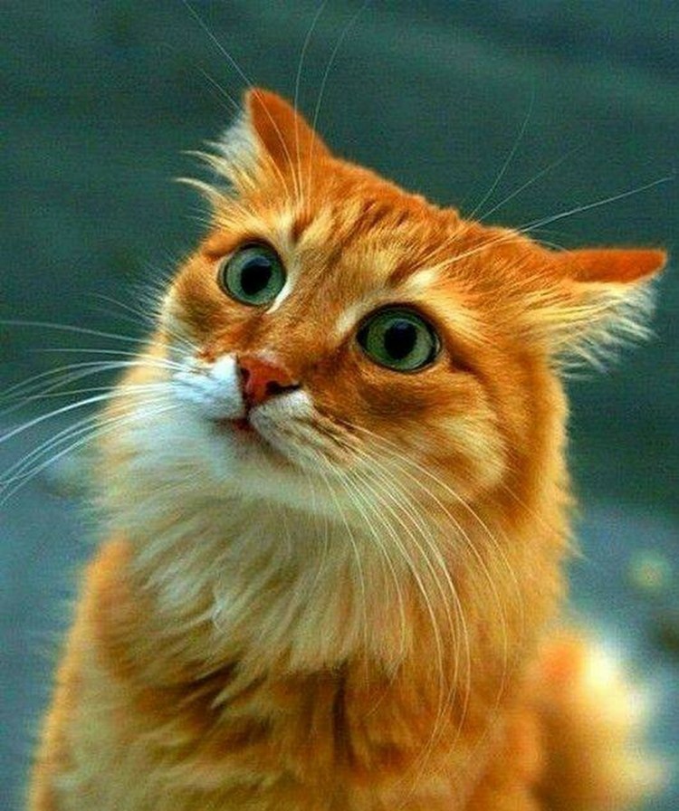 Перепуганный кот