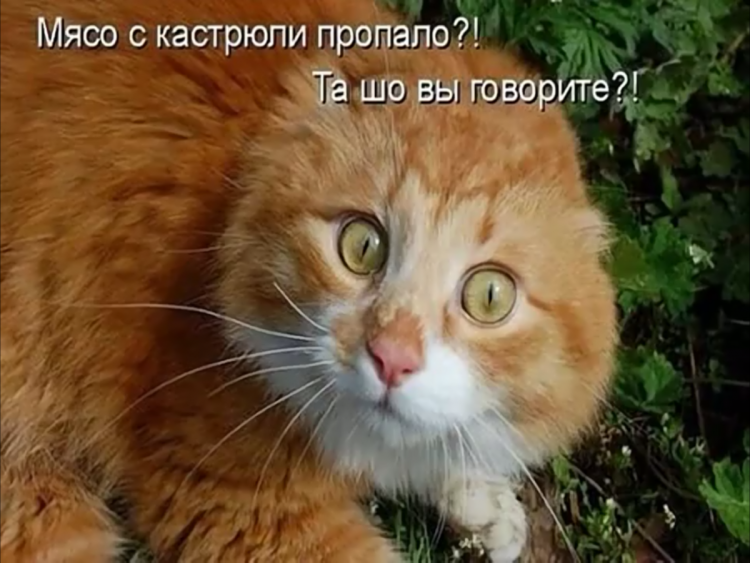 Смешной рыжий кот