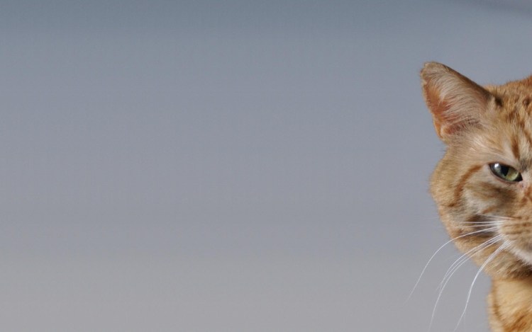 Кот из мемов рыжий