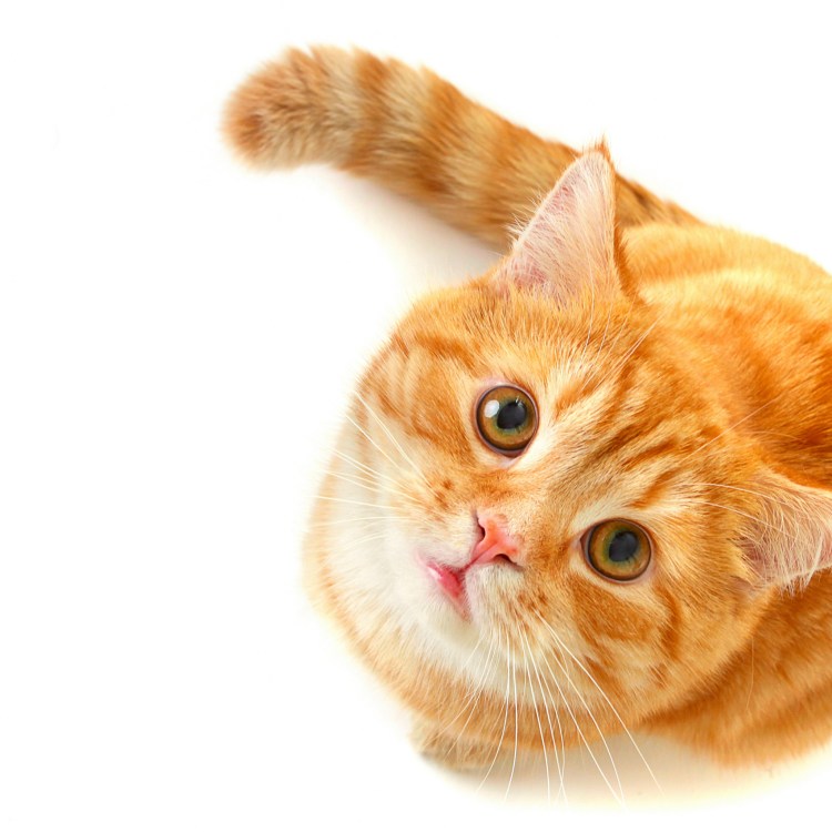 Смешной кот на прозрачном фоне