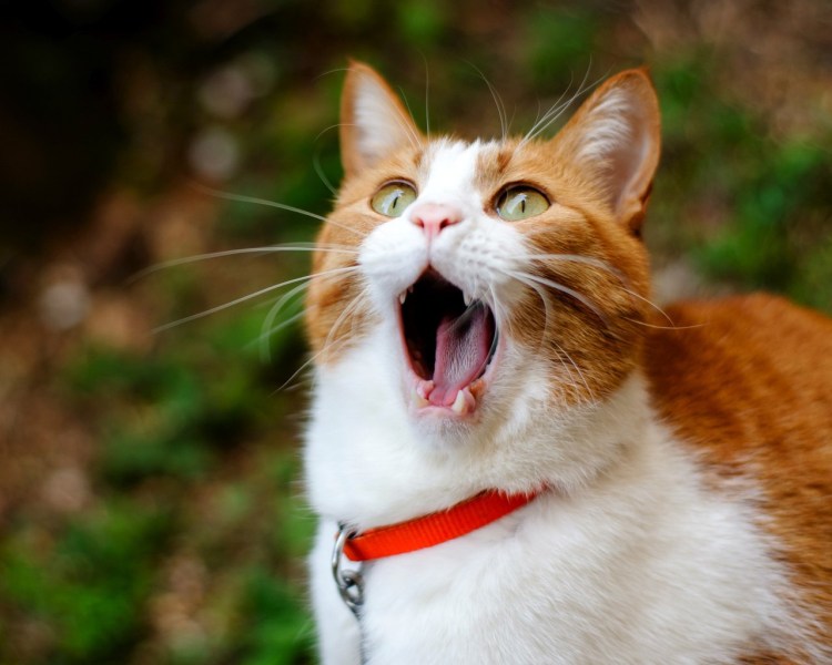 Фон для рабочего стола коты