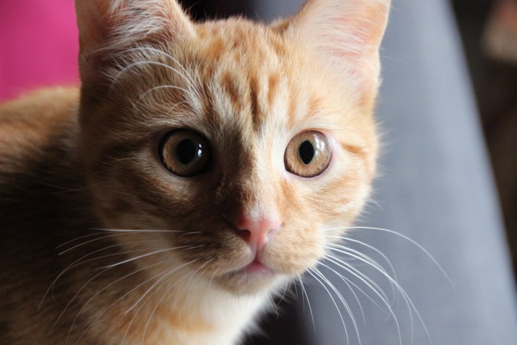 Смешные кошки