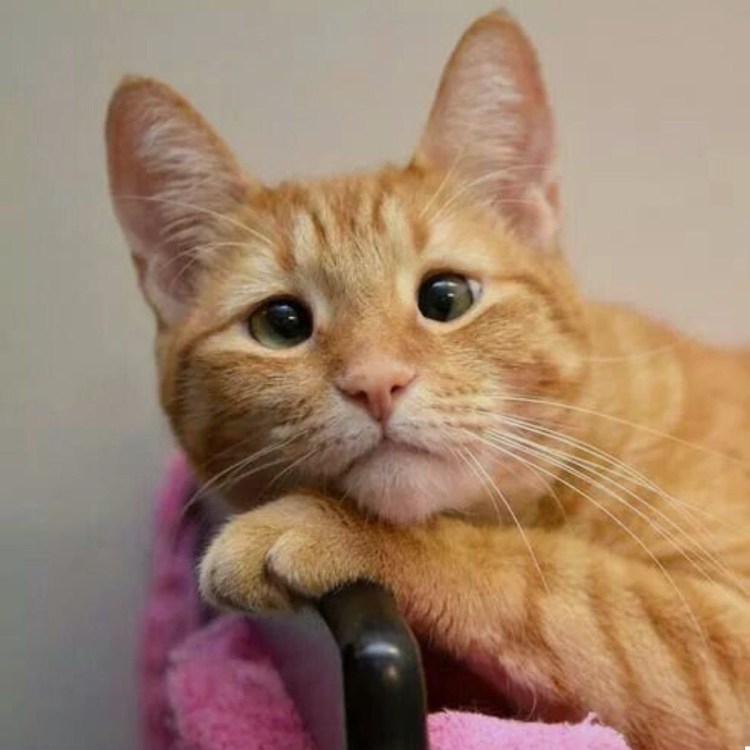 Хитрая морда кота