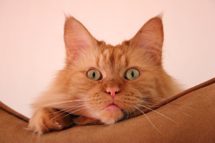 Рыжий кот удивлен