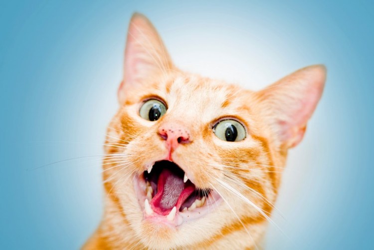 Кот с открытым ртом