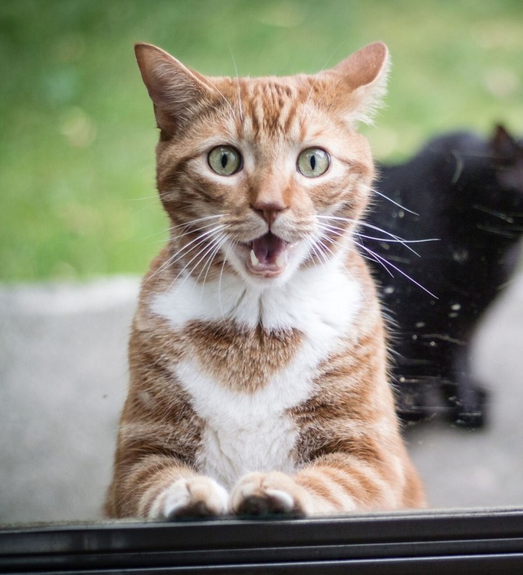 Кот с повернутой головой