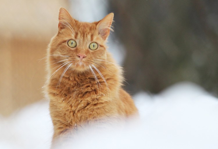 Белый кот в шоке