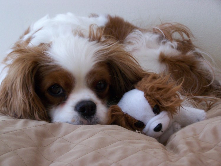 Кавалер Кинг Чарльз спаниель Блейнхейм