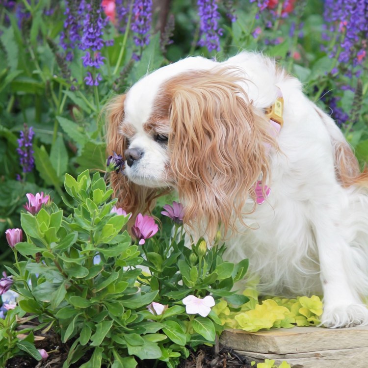 Кинг Чарльз спаниель Бленхейм