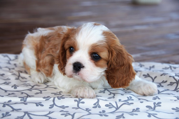 Кавалер Кинг Чарльз спаниель щенки