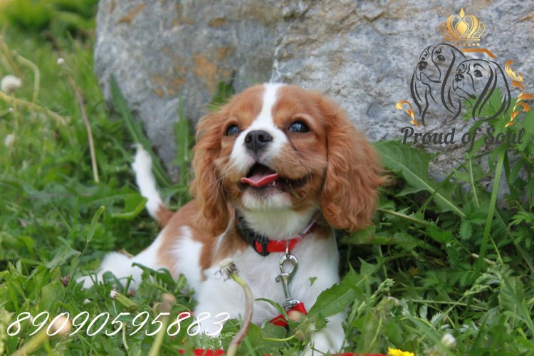 Кавалер Кинг Чарльз спаниель цвет Бленхейм