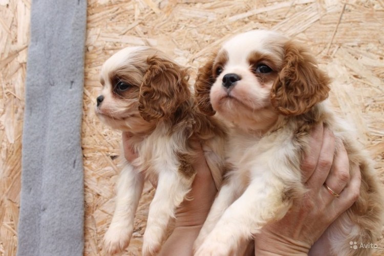 Кавалер Кинг Чарльз спаниель Бленхейм