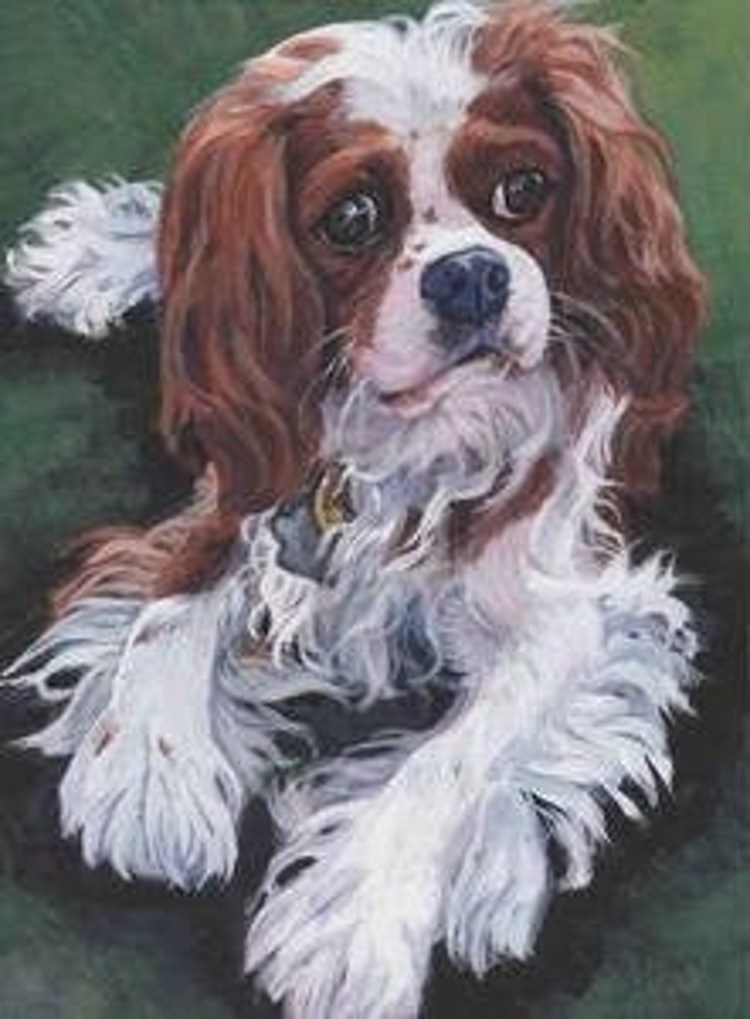 Собака кавалер Чарльз Бленхейм