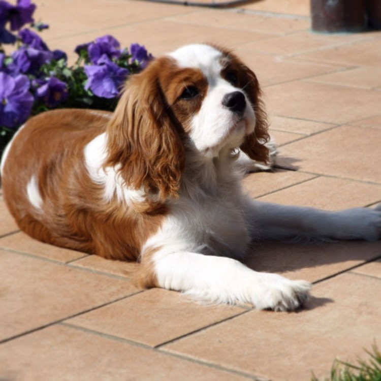 Кавалер Кинг Чарльз Бленхейм