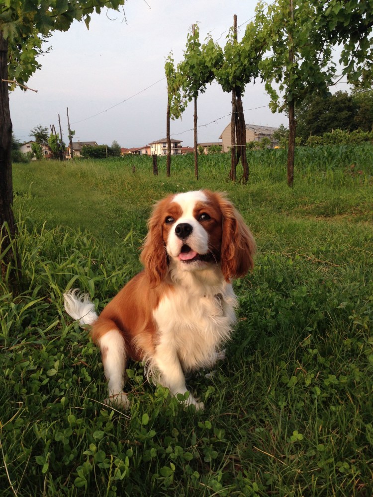 Кавалер Кинг Чарльз спаниель Бленхейм