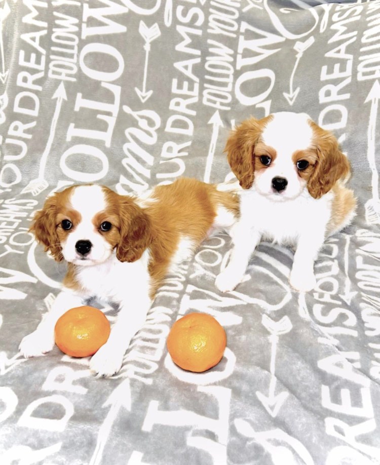 Кавалер Кинг Чарльз спаниель новый год