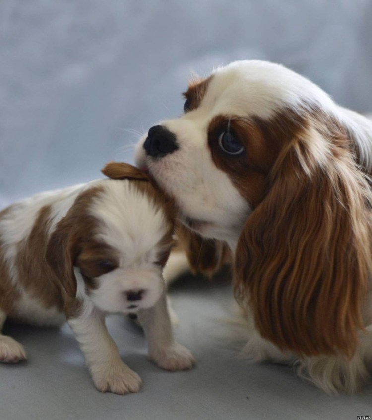 Кавалер-Кинг-Чарльз-спаниель блен